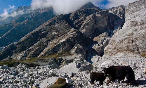 Langtang village to Kyanjing Gompa